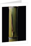 Phyllostachys pubescens 'Bicolor' (mosochiku bamboo) - joung culm by Anonymous