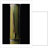 Phyllostachys pubescens 'Bicolor' (mosochiku bamboo) - joung culm by Anonymous