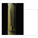 Phyllostachys pubescens 'Bicolor' (mosochiku bamboo) - joung culm by Anonymous