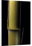 Phyllostachys pubescens 'Bicolor' (mosochiku bamboo) - joung culm by Anonymous