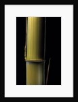 Phyllostachys pubescens 'Bicolor' (mosochiku bamboo) - joung culm by Anonymous