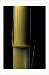 Phyllostachys pubescens 'Bicolor' (mosochiku bamboo) - joung culm by Anonymous