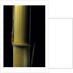 Phyllostachys pubescens 'Bicolor' (mosochiku bamboo) - joung culm by Anonymous