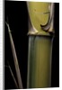 Phyllostachys pubescens 'Bicolor' (mosochiku bamboo) - joung culm by Anonymous