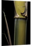 Phyllostachys pubescens 'Bicolor' (mosochiku bamboo) - joung culm by Anonymous