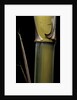 Phyllostachys pubescens 'Bicolor' (mosochiku bamboo) - joung culm by Anonymous