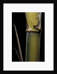 Phyllostachys pubescens 'Bicolor' (mosochiku bamboo) - joung culm by Anonymous