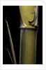 Phyllostachys pubescens 'Bicolor' (mosochiku bamboo) - joung culm by Anonymous
