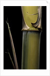 Phyllostachys pubescens 'Bicolor' (mosochiku bamboo) - joung culm by Anonymous