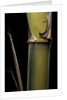 Phyllostachys pubescens 'Bicolor' (mosochiku bamboo) - joung culm by Anonymous