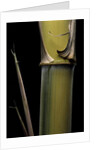 Phyllostachys pubescens 'Bicolor' (mosochiku bamboo) - joung culm by Anonymous