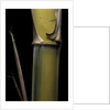 Phyllostachys pubescens 'Bicolor' (mosochiku bamboo) - joung culm by Anonymous
