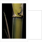 Phyllostachys pubescens 'Bicolor' (mosochiku bamboo) - joung culm by Anonymous