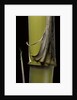 Phyllostachys pubescens 'Bicolor' (mosochiku bamboo) - joung culm by Anonymous