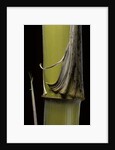 Phyllostachys pubescens 'Bicolor' (mosochiku bamboo) - joung culm by Anonymous