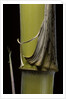 Phyllostachys pubescens 'Bicolor' (mosochiku bamboo) - joung culm by Anonymous
