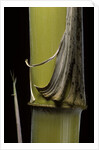 Phyllostachys pubescens 'Bicolor' (mosochiku bamboo) - joung culm by Anonymous