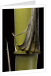 Phyllostachys pubescens 'Bicolor' (mosochiku bamboo) - joung culm by Anonymous
