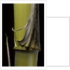 Phyllostachys pubescens 'Bicolor' (mosochiku bamboo) - joung culm by Anonymous