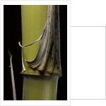 Phyllostachys pubescens 'Bicolor' (mosochiku bamboo) - joung culm by Anonymous