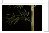 Phyllostachys pubescens 'Bicolor' (mosochiku bamboo) by Anonymous