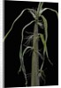 Phyllostachys sp. (bamboo) - shoot by Anonymous