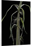 Phyllostachys sp. (bamboo) - shoot by Anonymous