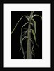 Phyllostachys sp. (bamboo) - shoot by Anonymous