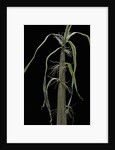 Phyllostachys sp. (bamboo) - shoot by Anonymous