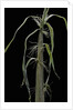 Phyllostachys sp. (bamboo) - shoot by Anonymous