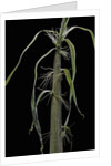 Phyllostachys sp. (bamboo) - shoot by Anonymous