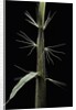 Phyllostachys sp. (bamboo) - shoot by Anonymous