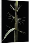 Phyllostachys sp. (bamboo) - shoot by Anonymous