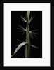 Phyllostachys sp. (bamboo) - shoot by Anonymous