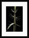 Phyllostachys sp. (bamboo) - shoot by Anonymous