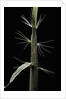 Phyllostachys sp. (bamboo) - shoot by Anonymous