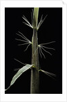 Phyllostachys sp. (bamboo) - shoot by Anonymous