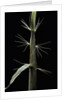 Phyllostachys sp. (bamboo) - shoot by Anonymous