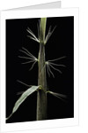 Phyllostachys sp. (bamboo) - shoot by Anonymous