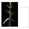 Phyllostachys sp. (bamboo) - shoot by Anonymous