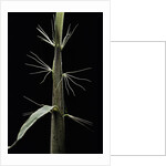 Phyllostachys sp. (bamboo) - shoot by Anonymous