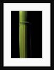 Phyllostachys viridis 'Houzeau' (Houzeau bamboo) by Anonymous