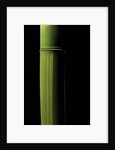 Phyllostachys viridis 'Houzeau' (Houzeau bamboo) by Anonymous