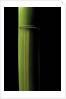 Phyllostachys viridis 'Houzeau' (Houzeau bamboo) by Anonymous