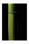 Phyllostachys viridis 'Houzeau' (Houzeau bamboo) by Anonymous