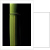 Phyllostachys viridis 'Houzeau' (Houzeau bamboo) by Anonymous