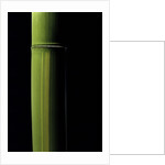 Phyllostachys viridis 'Houzeau' (Houzeau bamboo) by Anonymous