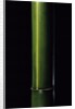 Phyllostachys viridis 'Houzeau' (Houzeau bamboo) by Anonymous