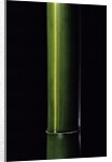Phyllostachys viridis 'Houzeau' (Houzeau bamboo) by Anonymous