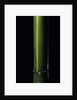 Phyllostachys viridis 'Houzeau' (Houzeau bamboo) by Anonymous
